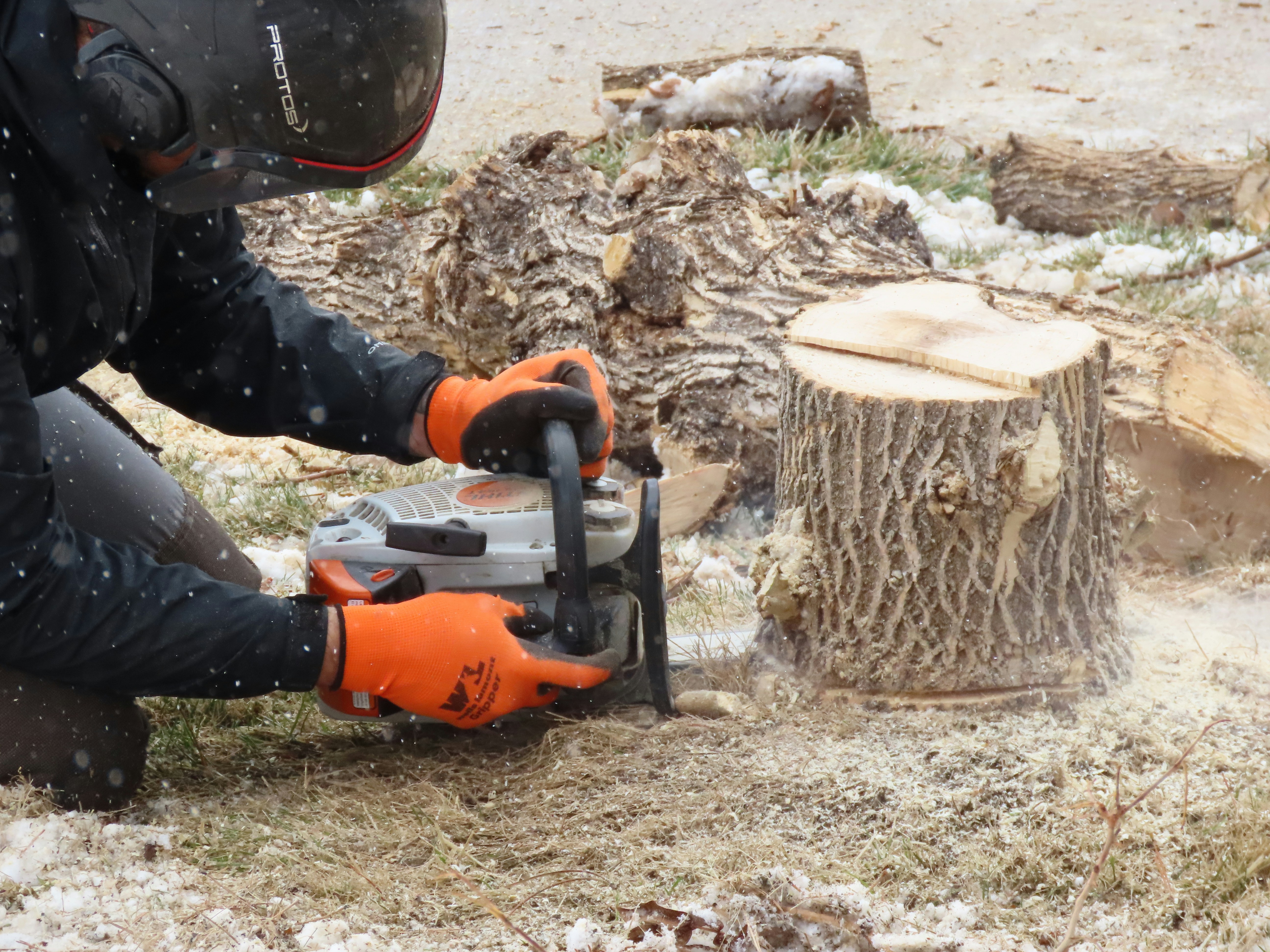 Operator cutting stump with chainsaw before grinding